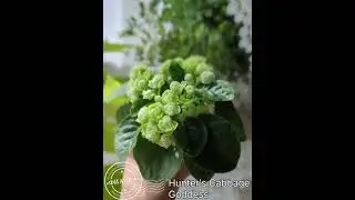 Hunter's Cabbage Goddess