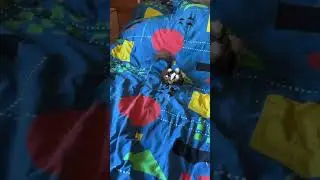 Схватка белки и тигра #squirel #белка #animals #seagull #уля