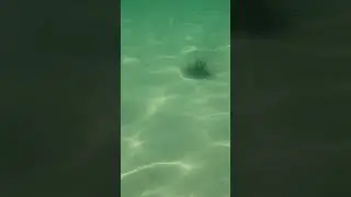 ёжик