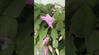 Schlumbergera truncata blooming #houseplants #plantgoals