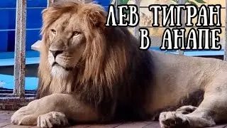 ЛЕВ ТИГРАН! ❤️Поможем ему остаться в АНАПЕ! Life of 