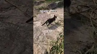 Small little one cute kitty cat #shorts