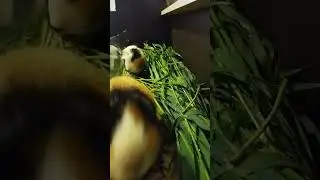#морскаясвинка