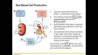 Blood Physiology Part 1