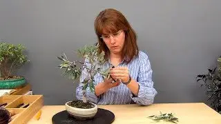 Бонсай из оливы (ч.1).