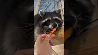 Выманиваем енота морковкой!