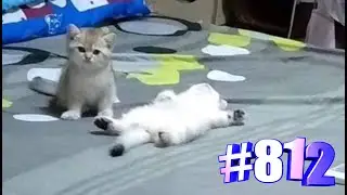 Минутка позитива с котяшками✨💗😹🐾