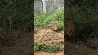#doglover