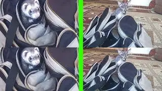 Хорек и кошка!!! Хорек и кошка смешное видео!!! Хорек и кошка уживаются!!! Хорек и кошка видео!!!
