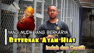 Budidaya Ayam Hias