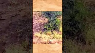 Leopard Takes Down Impala Gazelle #wildlife