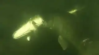 Нападение щуки на щуку осенью