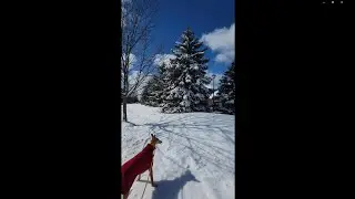 Sunny and I Walk Winter Wonderland in Powell - February 2024