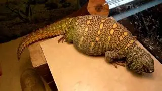 Uromastyx does the hula