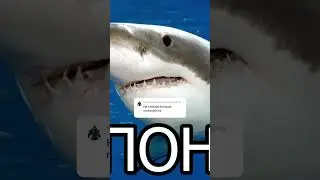 пон 