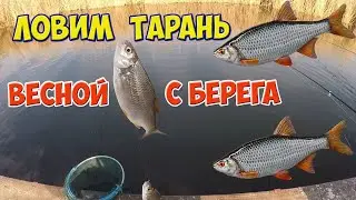 Забарино 2021 ловим тарань, густера, козлики.