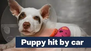 Puppy breaks two legs after being hit by car