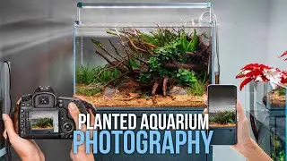 How to Take Quality Photos of Your Planted Aquarium (Tips for Camera/Phone Photography)