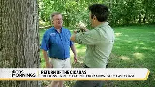 Trillions of cicadas emerge after decades underground