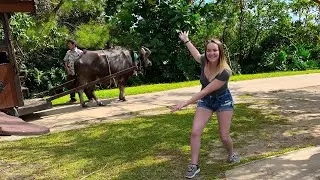I saw a water buffalo and walked a goat! | Okinawa,Japan