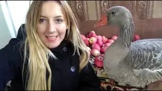 Гусь в яблоках