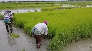 আমাদের এলাকার কৃষক ভাইদের বিচ তোলার কিছু মুহূর্ত,