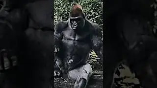 GORILLA 🦍 VIBE #anime #nightcore #phonk #powerlifting #deadlift