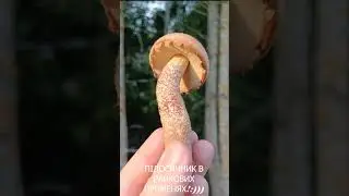 Я і гарний підосичник в променях ранку#shorts