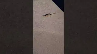 main passenger 😂🦖