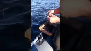 Ягры, ловля камбалы на продольник