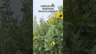 This is the sound I hear in my head while spotting plants 🌱 #plants #nativeplants #invasiveplants