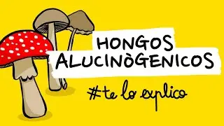 TODO LO QUE NECESITA SABER SOBRE LOS HONGOS ALUCINOGÉNOS Y LA PSYLOCIBINA | 