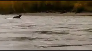лоси на воде