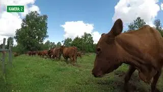 Naturbetesdagen 2024: Slow Cow TV