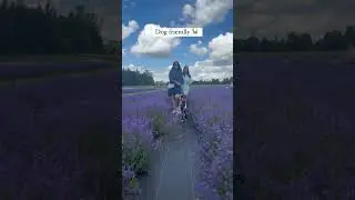 Viral Lavender Farm ⁣⁣📍Avalon Lavender Farm⁣347036 Mono Centre Rd, Mono,⁣ON L9W 652