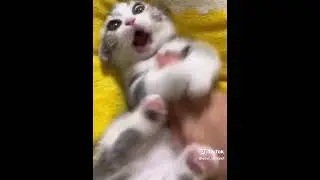 cats1
