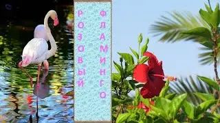 РОЗОВЫЙ ФЛАМИНГО🦩/Птицы/Животные