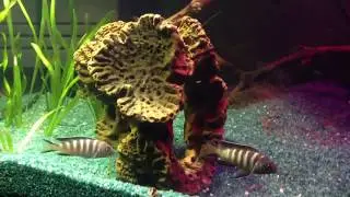 Cichlids (Цихлиды) Брачные игры,метание и оплодотворение икры)