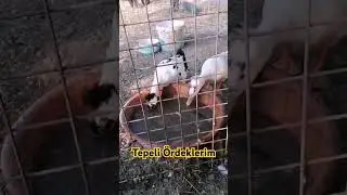 Tepeli ponpon ördek #ördek #tepeliördek #ponponördek #foçayeniköy