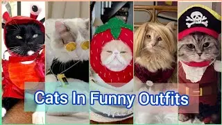 Cute Cat In Funny Outfits | cute cats In Costume 😍 - Petopia ID