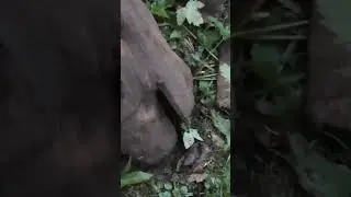 Жирные железки #коп  #металлолом #металлокоп #приборныйпоиск #хобби