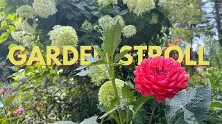Hydrangeas & dahlias! Summer garden stroll
