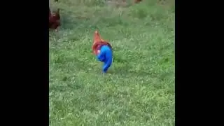 Смешно! Петух в шароварах кадрит кур !