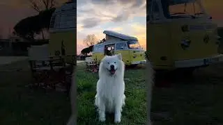 Cute Dog Ear Shaking #shorts #shortsfeed #trendingshorts #viralshort