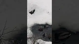 Черноглазый гном машет руками из норы уткам плавающим в его пруду.
