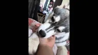 Siberian  husky  eat me!!!!!!!