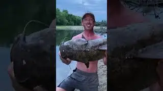 Flathead Fishing | Catfish on Small River #fishing #catfishing