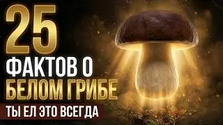 Science has discovered something no one expected! 25 facts about the porcini mushroom.