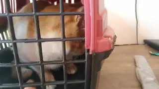 Dia dê vacina anti rábica.     Tuca Tuquinha 😬