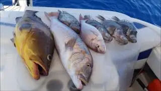 DENTEX - Slow Pitch Jigging in Malta